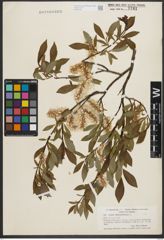 Foto von Salix phylicifolia L.